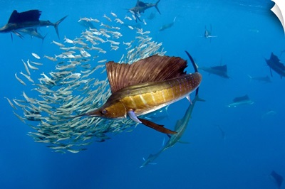 Atlantic Sailfish group hunting Round Sardinella, Mexico