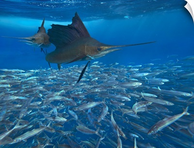 Atlantic Sailfish Hunting Round Sardinella, Isla Mujeres, Mexico