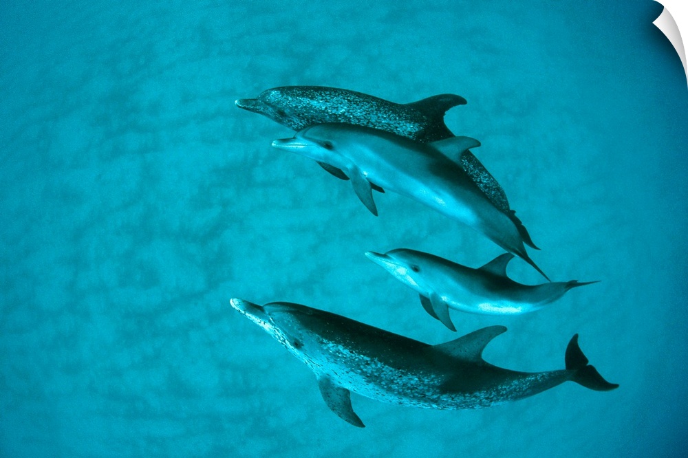 Atlantic Spotted Dolphin (Stenella frontalis) adult group with unspotted calf, underwater, Bahamas