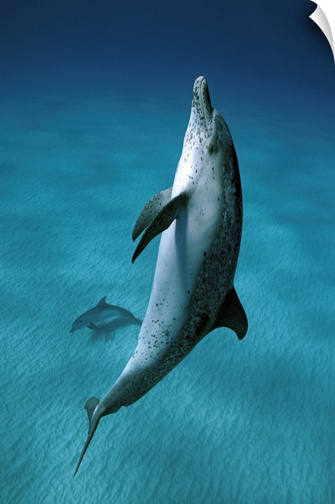 Atlantic Spotted Dolphin (Stenella frontalis) pair swimming underwater, Little Bahama Bank, Bahamas, Caribbean