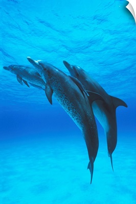 Atlantic Spotted Dolphin trio with Remoras, Bahamas, Caribbean