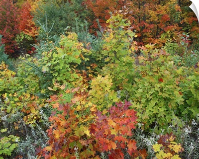 Autumn foliage, Killarney Provincial Park, Ontario, Canada