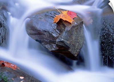 Autumn leaf on boulder Little River Great Smoky Mountains National Park Tennessee