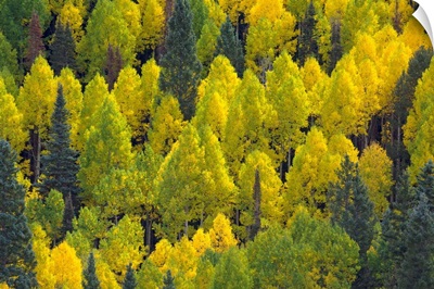 Autumn Quaking Aspens Rocky Mountains Colorado