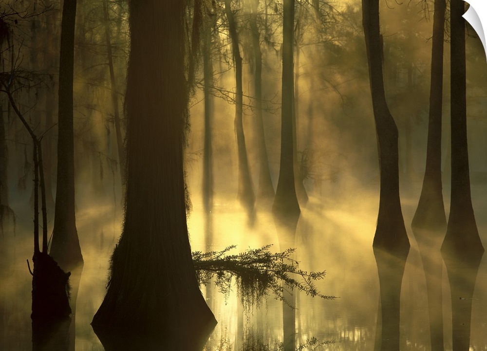 Photograph of marshland with sunlight and fog peering through tall tree barks.
