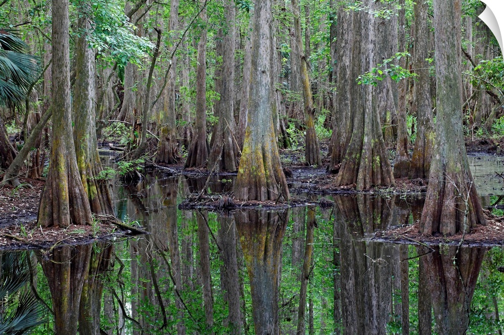 Bald Cypress trees in flooded swamp, Highlands Hammock State Park, Florida