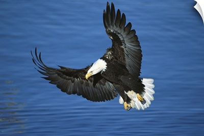 Bald Eagle flying over water, Kenai Peninsula, Alaska