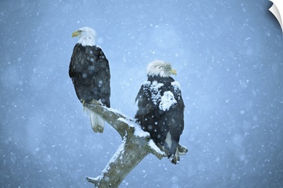 Bald Eagles perched on snag in snow, Kenai Peninsula, Alaska