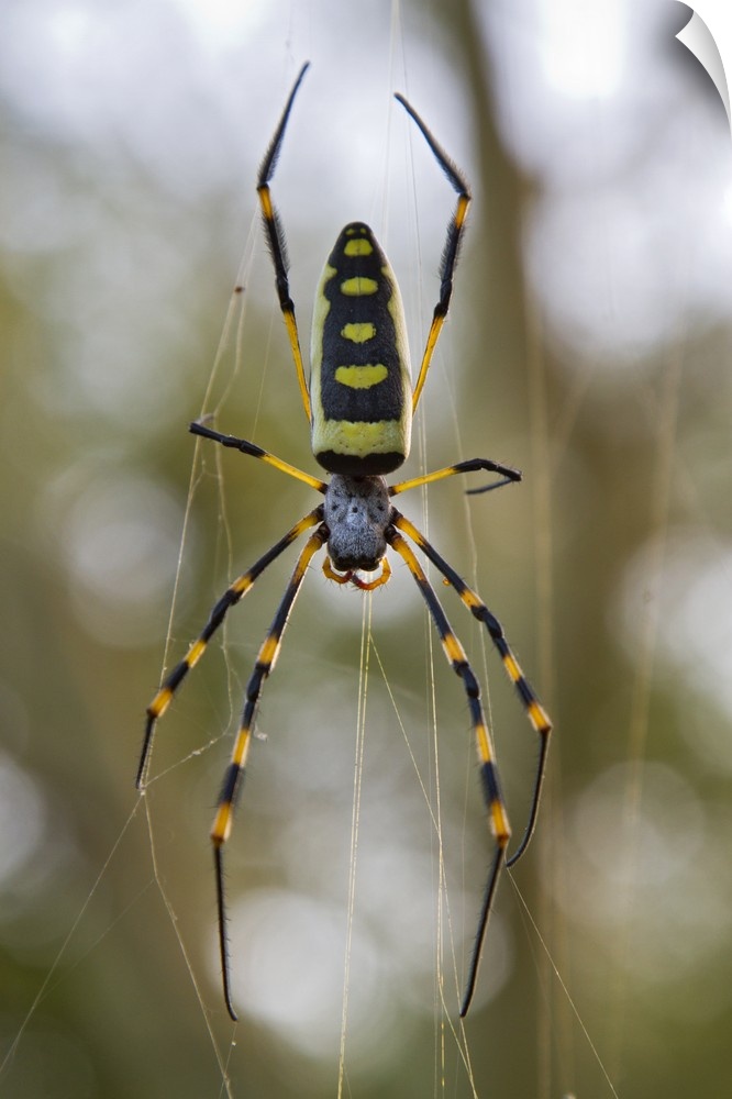 Banded-legged Golden Orb-web Spider in web, Gorongosa National Park, Mozambique.