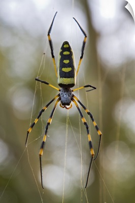Banded-legged Golden Orb-web Spider in web, Gorongosa National Park, Mozambique