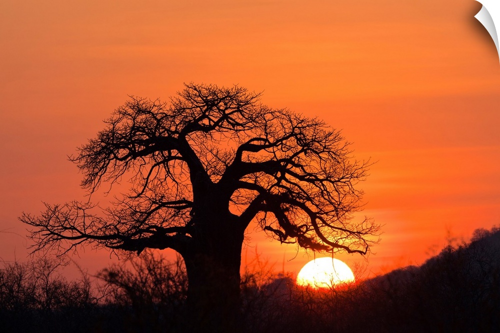 Baobab tree at sunset, Ruaha National Park, Tanzania