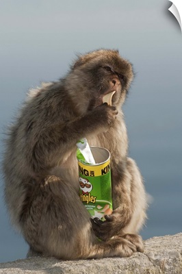 Barbary Macaque eating potato chips stolen from tourist, Gibraltar