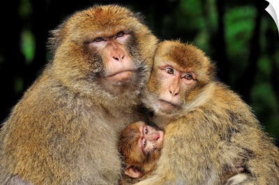Barbary Macaque family