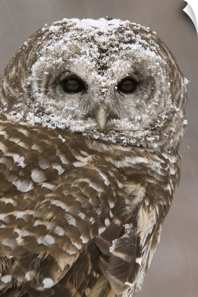 barred owl (Strix varia), Headshot, Captive, Howell Nature Center, MI