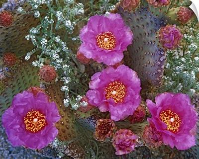 Beavertail Cactus (Opuntia basilaris) flowering, Arizona