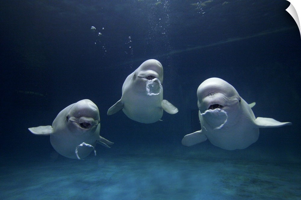 Three beluga whales are photographed under water all blowing bubbles.
