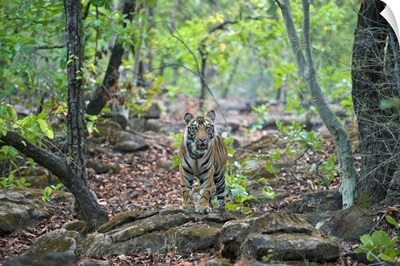 Bengal Tiger eighteen month old cub in forest, Bandhavgarh National Park, India