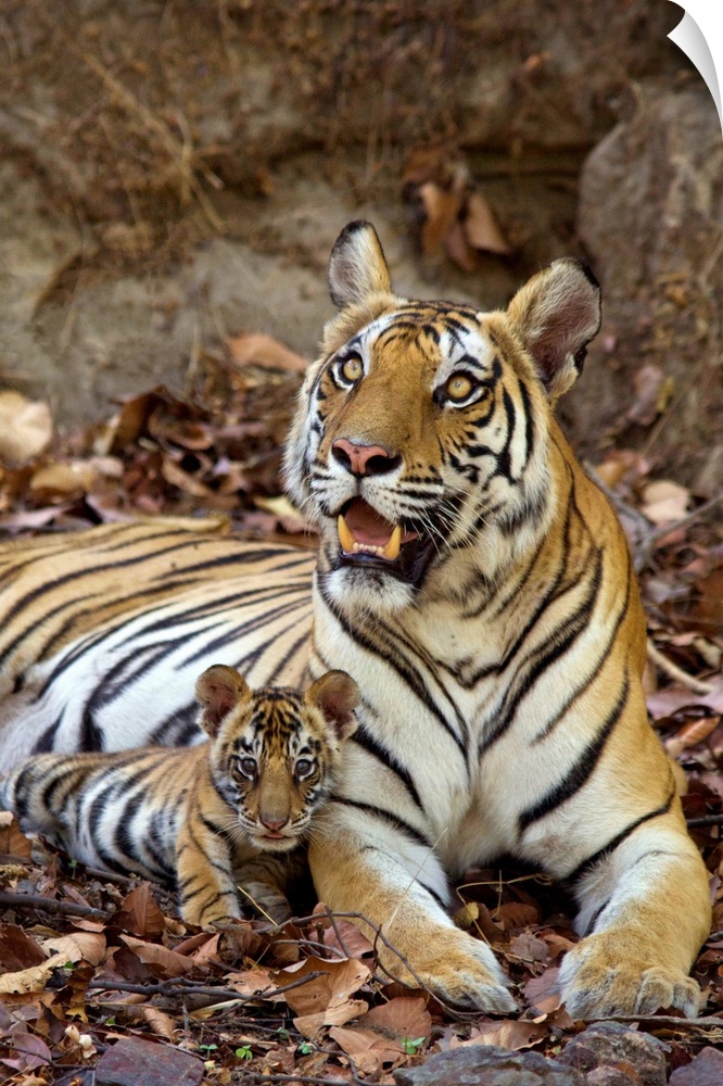 Bengal Tiger.Panthera tigris .Mother and eight week old cub at den .Bandhavgarh National Park, India........