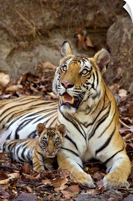 Bengal Tiger mother and eight week old cub at den, India