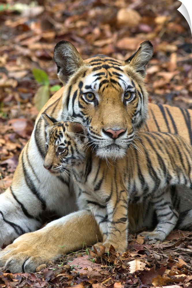 Bengal Tiger.Panthera tigris .Mother and eight week old cub.Bandhavgarh National Park, India........