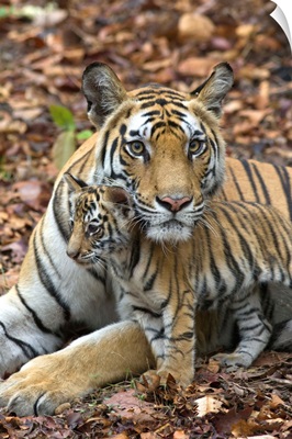 Bengal Tiger mother and eight week old cub, India