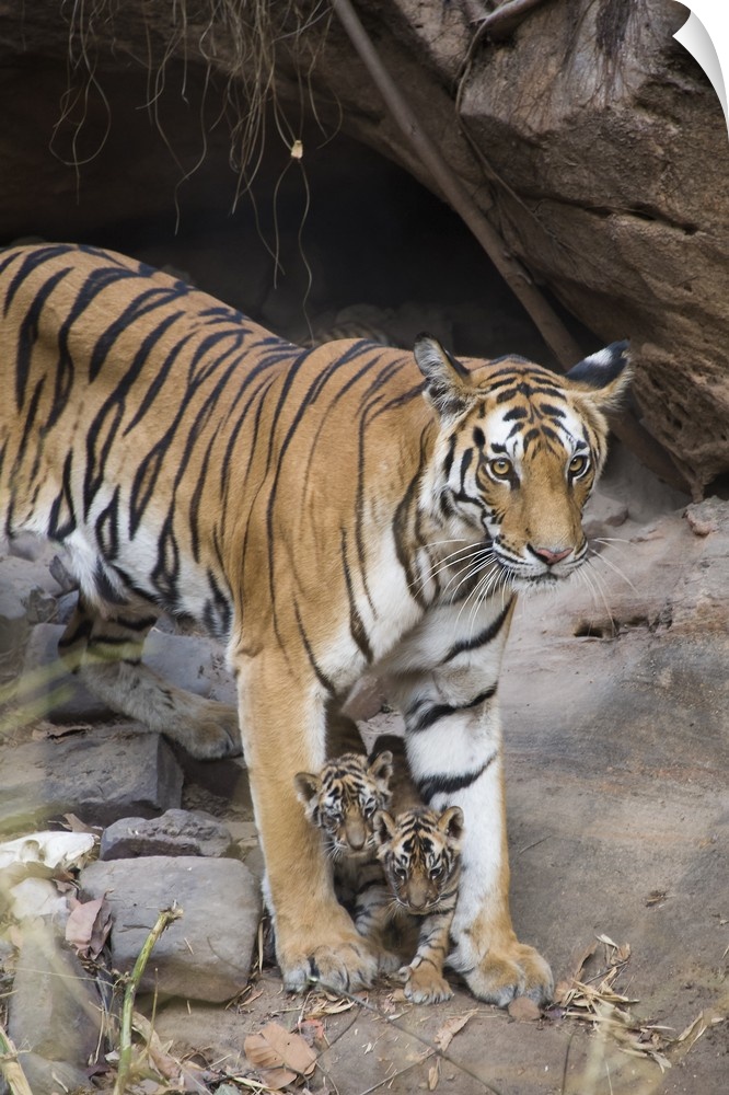 Bengal Tiger.Panthera tigris .Mother and four week old cubs at den .Bandhavgarh National Park, India.*Digitally removed gr...