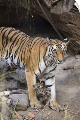 Bengal Tiger mother and four week old cubs at den, India