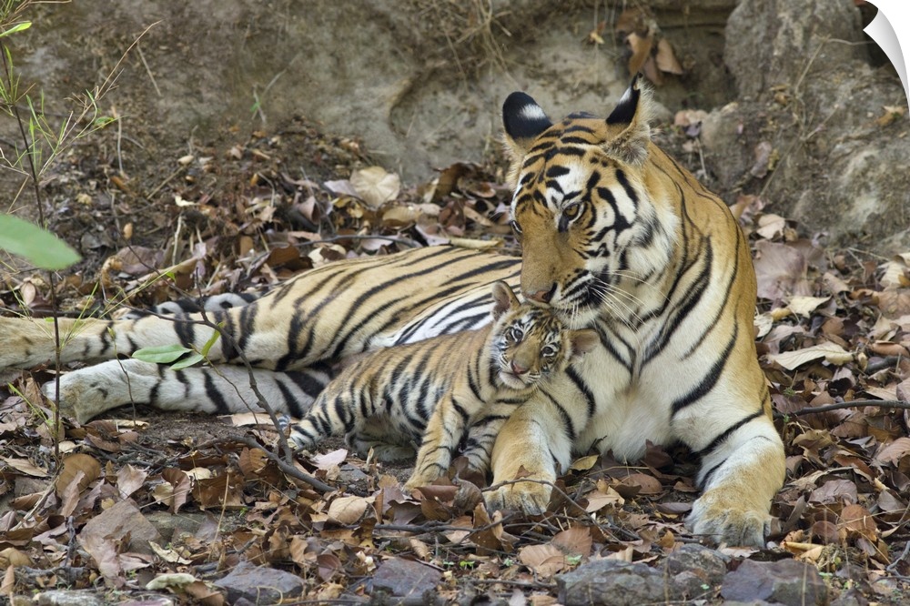 Bengal Tiger.Panthera tigris .Mother and eight week old cub at den .Bandhavgarh National Park, India.*digitally removed fo...