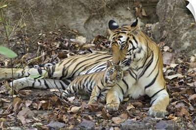 Bengal Tiger mother nuzzling eight week old cub at den, Bandhavgarh National Park, India