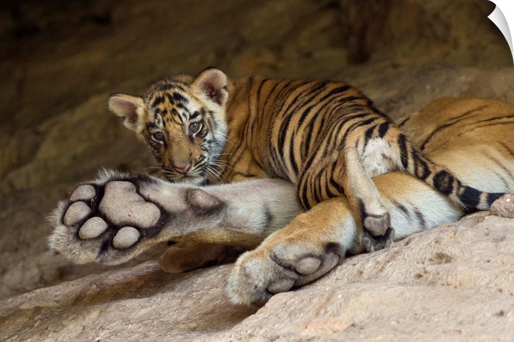 Bengal Tiger.Panthera tigris .6 week old cub on mother at den.Bandhavgarh National Park, India.*Digitally removed branch i...