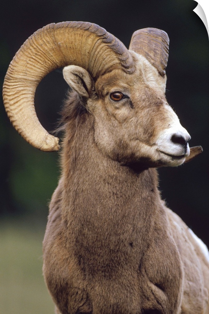 Bighorn Sheep (Ovis canadensis) male portrait, Banff National Park, Alberta, Canada