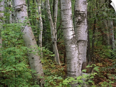 Birch forest, Pictured Rocks National Lakeshore, Michigan