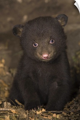 Black Bear (Ursus americanus) 7 week old cub (brown color phase) in den