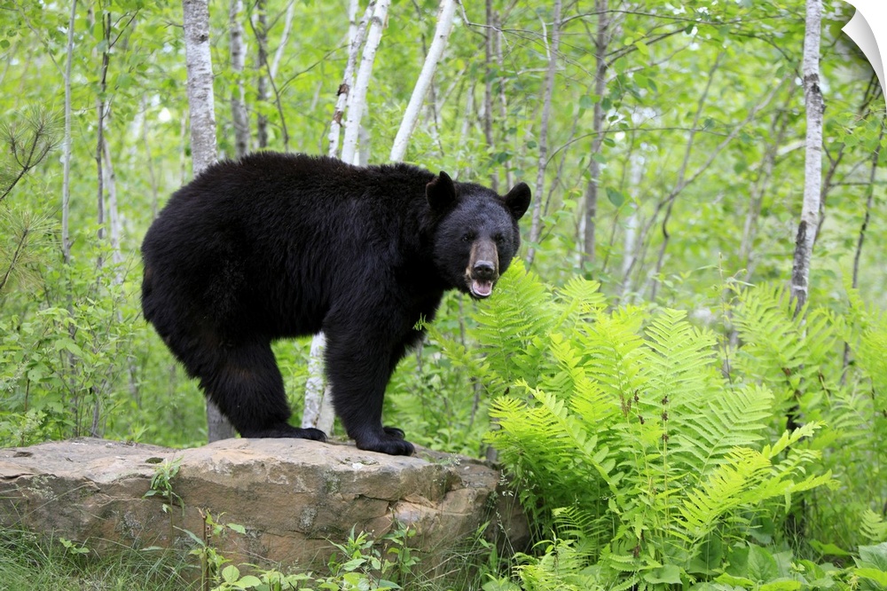 American Black Bear (Ursus americanus) adult, standing on rock in woodland, Minnesota, U.S.A.