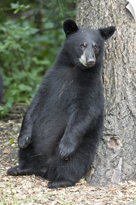 Black Bear (Ursus americanus) cub leaning against tree, Orr, Minnesota