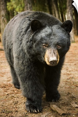 Black Bear (Ursus americanus) portrait during a mild winter, Oregon