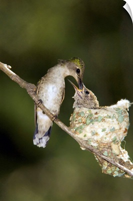 Black-chinned Hummingbird parent feeding chick in nest, North America