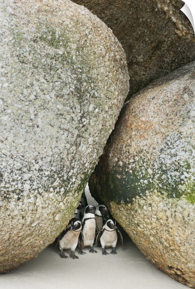 African Penguin (Spheniscus demersus) Wild, Boulders Beach, Cape Peninsula, South Africa  ENDANGERED