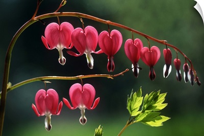 Bleeding Heart (Dicentra spectabilis) flowers