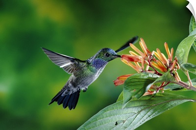 Blue-chested Hummingbird (Amazilia amabilis) feeding at flowers, Costa Rica
