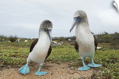 Blue-footed Booby pair in courtship dance, Santa Cruz Island, Galapagos Islands, Ecuador