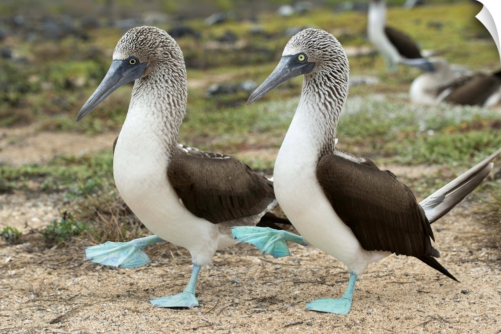 Blue-footed Booby pair in courtship dance, Santa Cruz Island, Galapagos Islands, Ecuador.