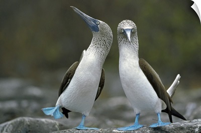 Blue-footed Booby pair performing courtship dance, Punta Cevallos, Ecuador