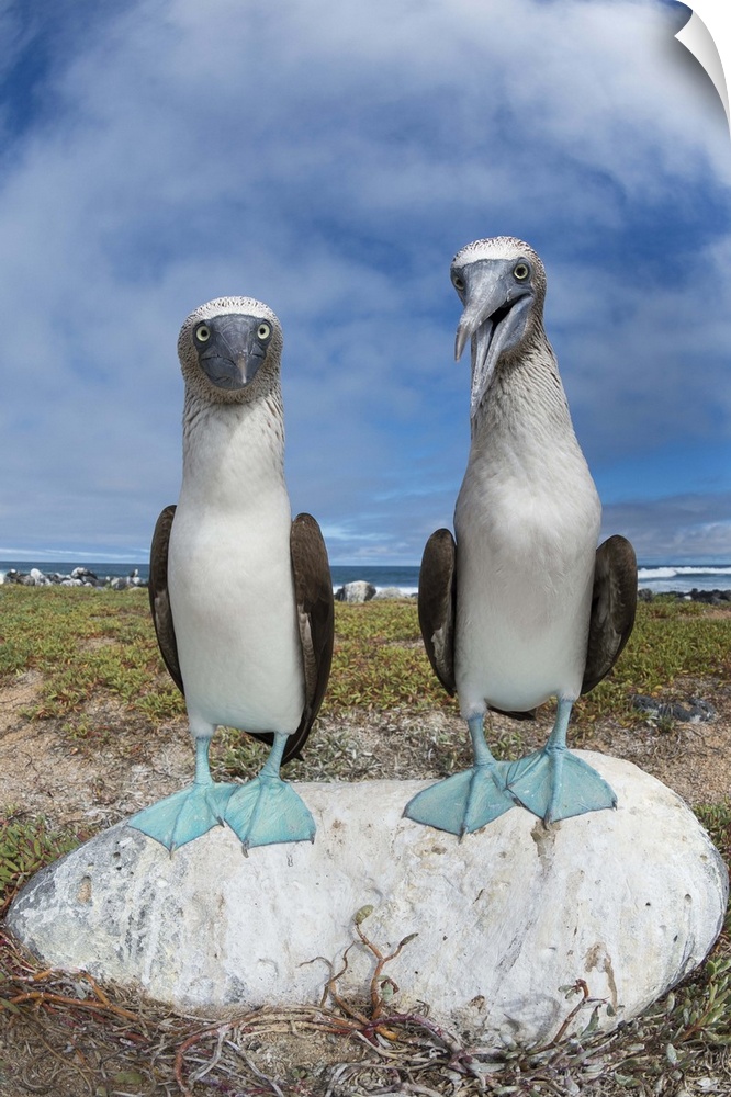 Blue-footed Booby pair, Santa Cruz Island, Galapagos Islands, Ecuador.