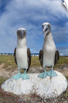 Blue-footed Booby pair, Santa Cruz Island, Galapagos Islands, Ecuador