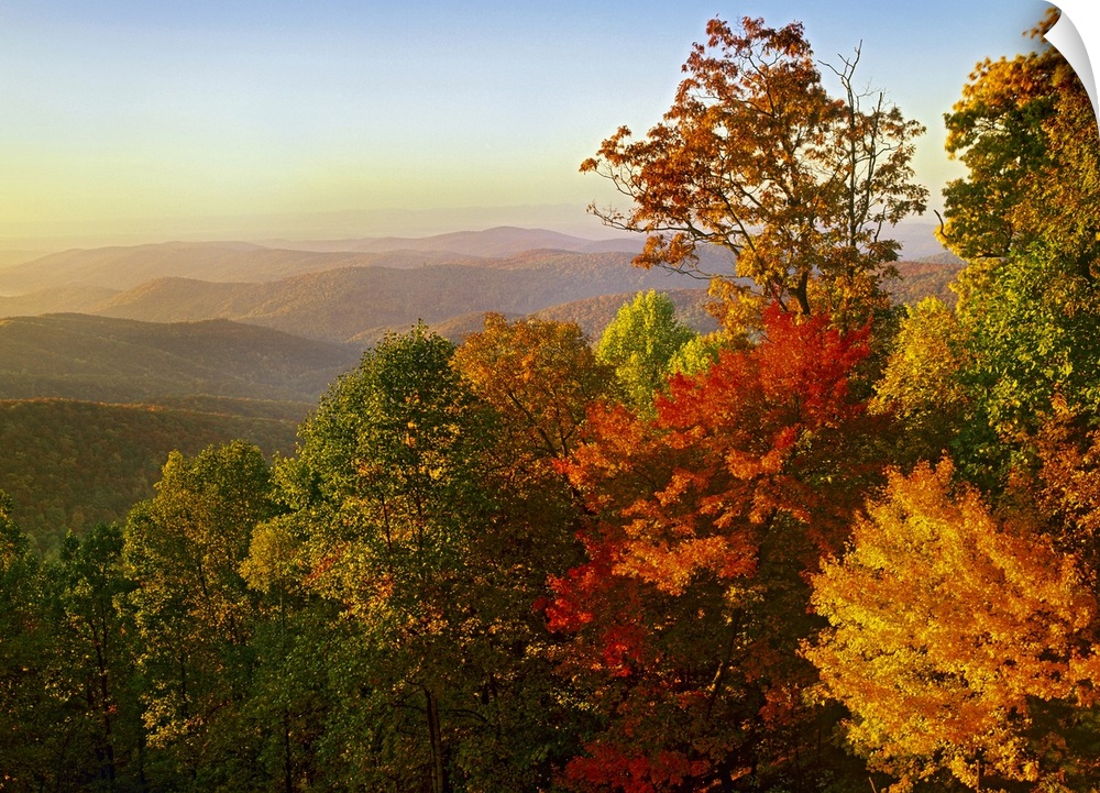 Nature photo looking out over the rolling hills of the Blue Ridge Mountain with all the leaves turns in to fall colors of ...