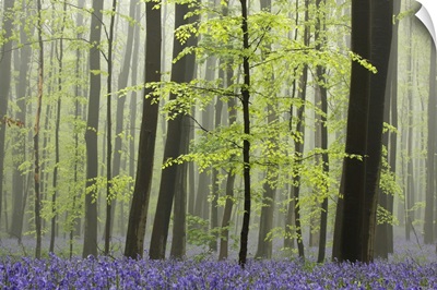 Bluebell (Hyacinthoides non-scripta) carpet in the forest