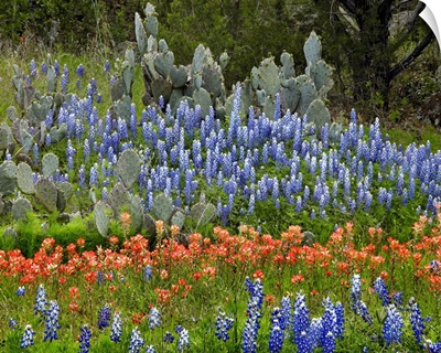 Bluebonnet, Paintbrush and Pricky Pear cactus, Texas