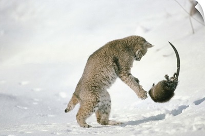 Bobcat (Lynx rufus) hunting Muskrat (Ondatra zibethicus) in the winter, Idaho