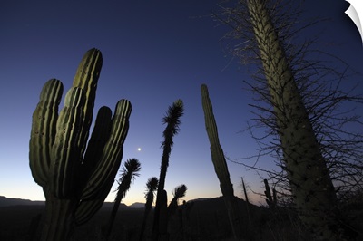 Boojum Tree and Cardon cacti at dusk, El Vizcaino Biosphere Reserve, Mexico